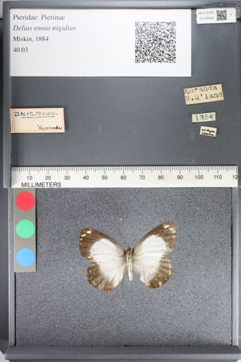 Media type: image;   Entomology 130583